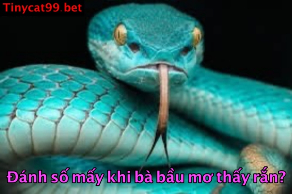 Bà bầu nằm mơ thấy rắn