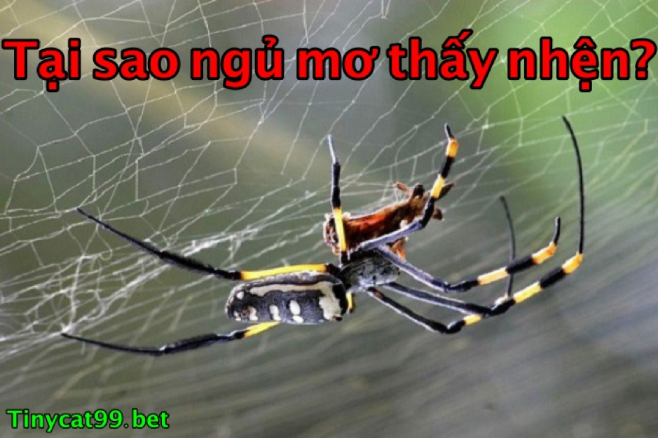 mơ thấy nhện