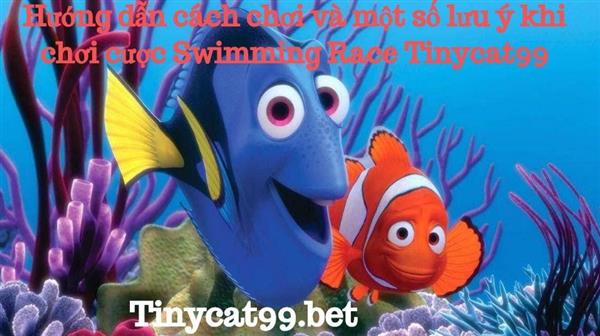 Hướng Dẫn Cách Chơi Và Một Số Lưu Ý Khi Chơi Cược Swimming Race Tinycat99