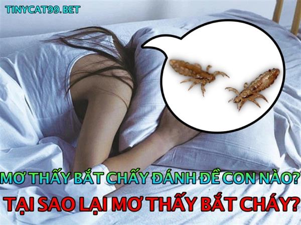 Mơ Thấy Bắt Chấy Đánh Con Gì? Giải Mã Giấc Mơ Con Chấy Rận
