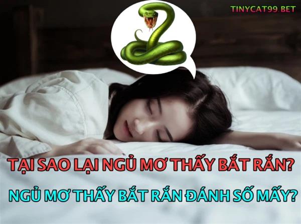 Mơ Thấy Mình Đi Bắt Rắn Đánh Con Gì? Giải Mã Lô Đề Bắt Rắn