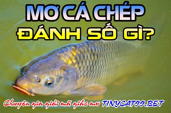 Mơ Thấy Cá Chép Đánh Con Gì - Điềm Báo Mơ Thấy Cá Chép