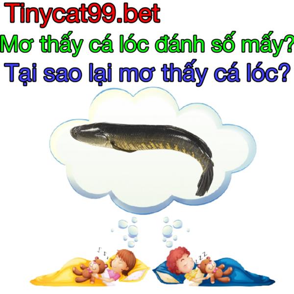 Nằm Mơ Thấy Cá Lóc Đánh Đề Con Gì? Điềm Báo Khi Mơ Thấy Cá Lóc