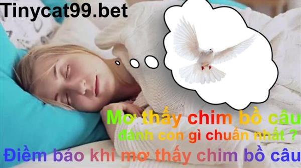 Mơ Thấy Chim Bồ Câu Mang Ý Nghĩa Gì - Nên Đánh Con Lô Đề Nào?