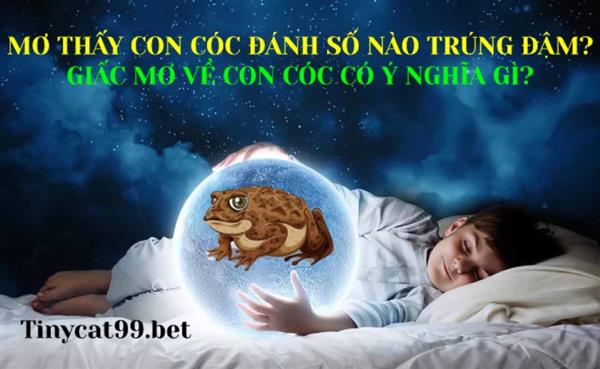 Mơ Thấy Con Cóc Đánh Số Nào Trúng Đậm - Ý Nghĩa Giấc Mơ