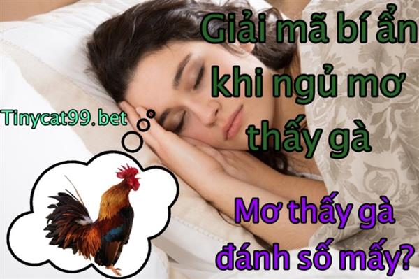 Nằm Mơ Thấy Gà Đánh Con Gì? Mơ Thấy Gà Có Điềm Báo Gì