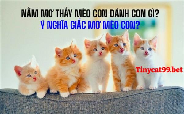 Nằm Mơ Thấy Mèo Con Đánh Con Gì? Ý Nghĩa Giấc Mơ Mèo Con?
