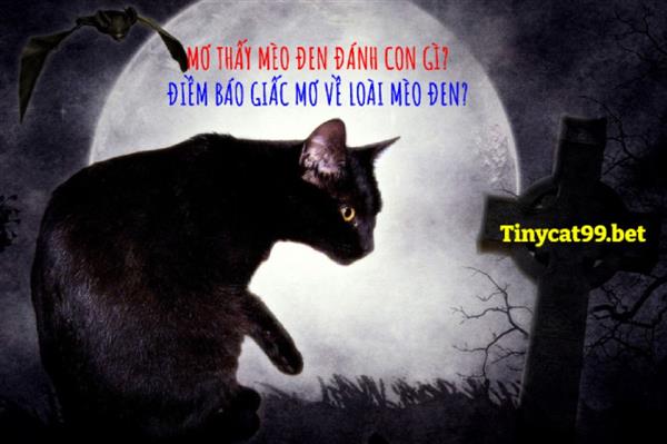 Mơ Thấy Mèo Đen Đánh Con Gì? Điềm Báo Giấc Mơ Về Loài Mèo Đen?