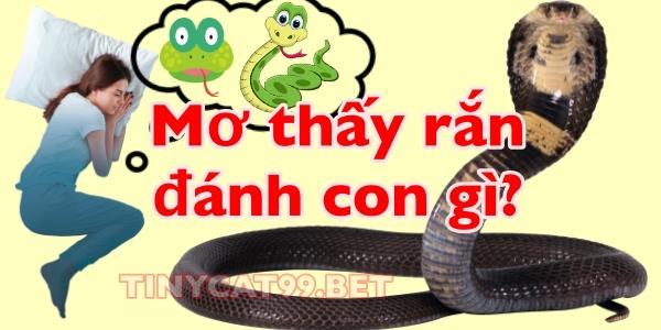 Mơ Thấy Rắn Đánh Con GÌ? Là Điềm Báo Hung Hay Cát?