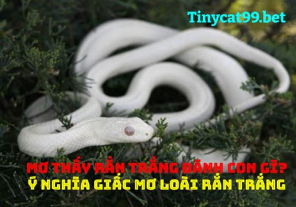 Mơ Thấy Rắn Trắng Đánh Con Gì? Ý Nghĩa Giấc Mơ Loài Rắn Trắng