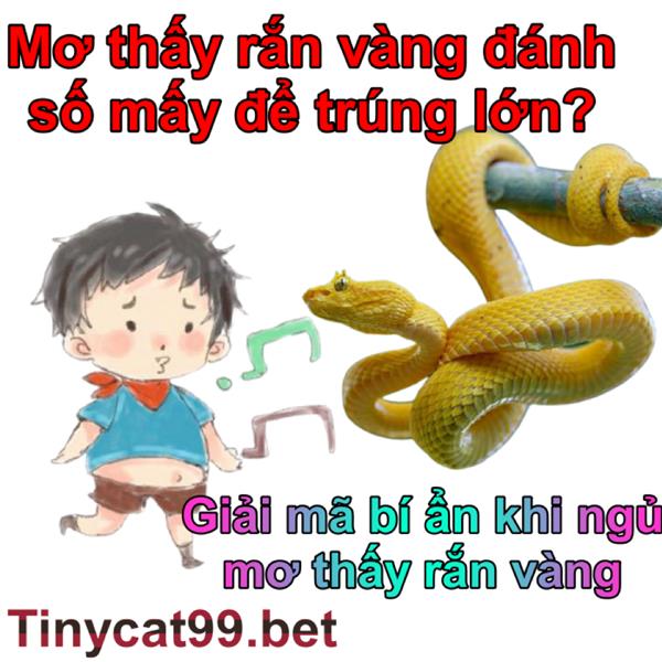 Anh Em Nằm Mơ Thấy Rắn Vàng Đánh Con Số Gì - Giải Mã Giấc Mơ Về Rắn Vàng