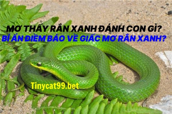 Mơ Thấy Rắn Xanh Đánh Con Gì? Bí Ẩn Điềm Báo Về Giấc Mơ Rắn Xanh?