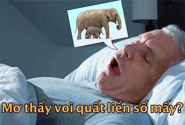 Mơ Thấy Voi Đánh Con Gì? Con Số Mấy Khi Mơ Thấy Voi?