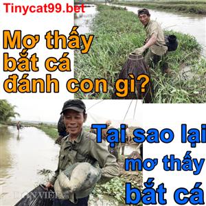 Nằm Mơ Thấy Bắt Cá Mang Ý Nghĩa Gì? Mơ Thấy Bắt Cá Đánh Đề Số Nào? 