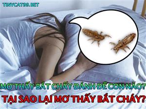 Mơ Thấy Bắt Chấy Đánh Con Gì? Giải Mã Giấc Mơ Con Chấy Rận