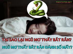 Mơ Thấy Mình Đi Bắt Rắn Đánh Con Gì? Giải Mã Lô Đề Bắt Rắn