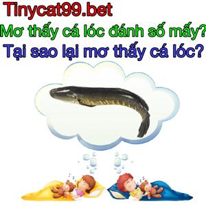 Nằm Mơ Thấy Cá Lóc Đánh Đề Con Gì? Điềm Báo Khi Mơ Thấy Cá Lóc