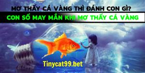 Mơ Thấy Cá Vàng Thì Đánh Con Gì? Con Số May Mắn Khi Mơ Thấy Cá Vàng