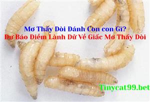 Mơ Thấy Dòi Đánh Con Gì? Dự Báo Điềm Lành Dữ Về Giấc Mơ Thấy Dòi