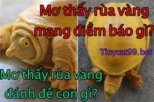 Nằm Mơ Thấy Rùa Vàng Thì Đánh Con Gì? Con Số May Mắn Khi Mơ Thấy Rùa Vàng