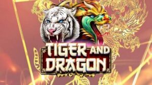 Kinh nghiệm từ cao thủ Rồng Hổ tại Tinycat99